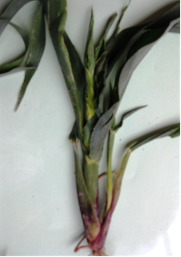 Ngô bị bệnh xoắn lá, cây ngô thấp lùn, không phát triển