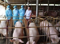 Chăn nuôi an toàn sinh học trong tái đàn tăng đàn lợn