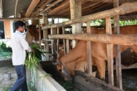 Những lưu ý chăm sóc trâu bò trong mùa nắng nóng