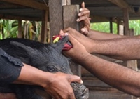 Pa-pua Niu Ghi-nê Người chăn nuôi lợn tận dụng công nghệ blockchain