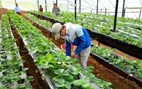 Nhật Bản Ngành Nông nghiệp và thực phẩm đối mặt với nhu cầu giảm và thiếu lao động trong bối cảnh đại dịch Covid-19