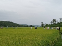 Phú Yên Hiệu quả từ lớp nghề trồng lúa nước năng suất, chất lượng cao