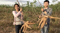 Campuchia Nông dân tỉnh Battambang chuyển trồng ngô đỏ sang trồng sắn