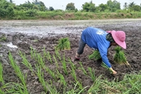 Thái Lan Chiến lược lúa gạo tập trung vào giống và năng suất