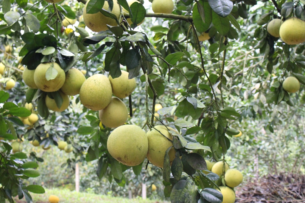 Tuyên Quang Giải pháp liên kết sản xuất gắn với tiêu thụ sản phẩm bưởi