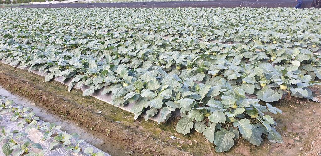 Thái Bình Diễn đàn Khuyến nông  Nông nghiệp chủ đề “Chuyển đổi cơ cấu cây trồng trên chân đất lúa kém hiệu quả”