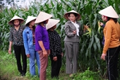 Diễn đàn Khuyến Nông  Nông nghiệp trực tuyến chủ đề “Thúc đẩy chuỗi sản xuất ngô sinh khối vụ đông 2021 tại một số tỉnh phía Bắc” trên kênh VTV2