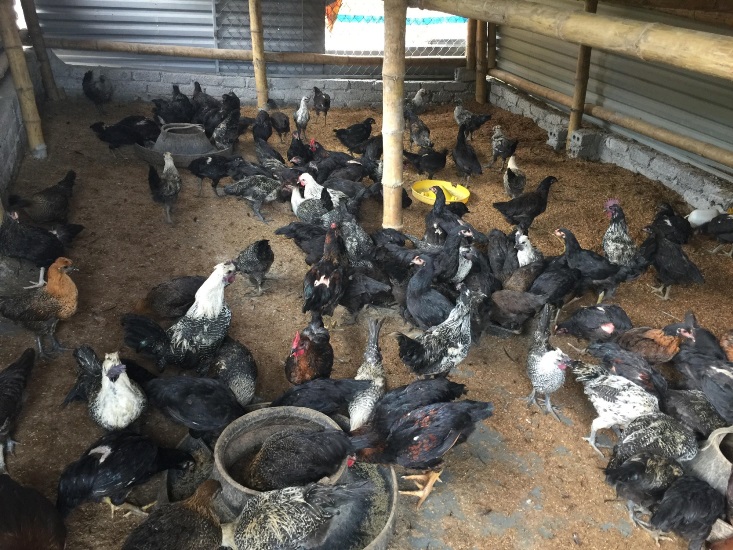 Mô hình nuôi gà thả vườn 3 trong 1 bền vững Gà béo  Rau xanh đua nhau lớn