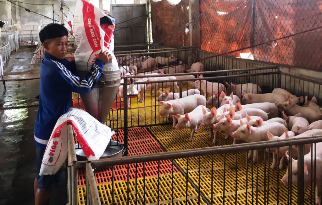 Cả nước có 20843 cơ sở trang trại chăn nuôi lợn  Hànộimới