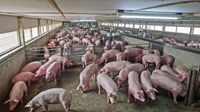 Thái Lan Xuất khẩu lợn tăng vọt khi các nước láng giềng lao đao vì dịch tả lợn Châu Phi