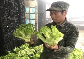 Lào Cai Trồng rau cải mầm đá – Triển vọng sản xuất rau hàng hóa