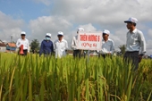Quảng Ngãi Hiệu quả mô hình cánh đồng mẫu lớn sản xuất lúa