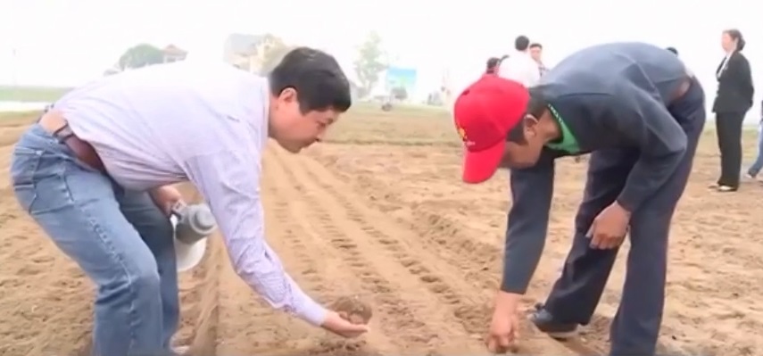 Cơ giới hóa trong sản xuất lạc