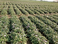 Kỹ thuật trồng khoai lang hiệu quả tại vùng ĐBSCL