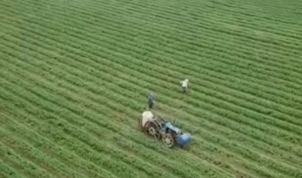 Làm nông không dùng hóa chất tại huyện Vụ Bản, Nam Định