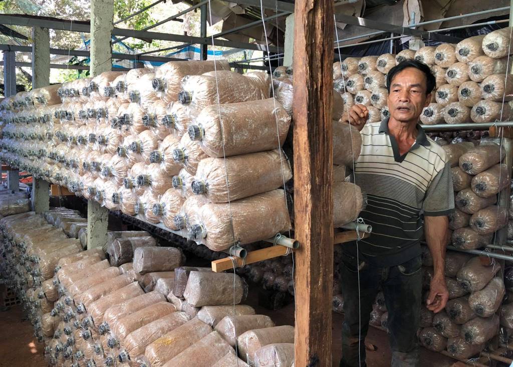 Đột nhập trang trại trồng nấm bào ngư lớn nhất Phú Quốc  Tin tức Online