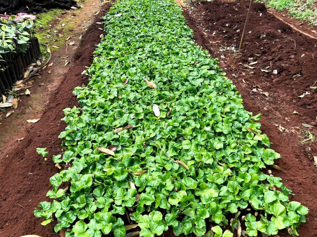 Quy trình sản xuất cây cà phê giống sạch bệnh, chất lượng cao phần 2 và hết