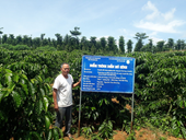 Đắk Nông Thực trạng tái canh, ghép cải tạo cà phê giai đoạn 2016-2021