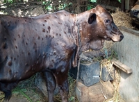 Tây Ninh Nỗ lực kiểm soát dịch viêm da nổi cục trên đàn gia súc