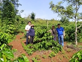 Đắk Nông Đánh giá kết quả 3 năm thực hiện các điểm trình diễn tái canh cà phê