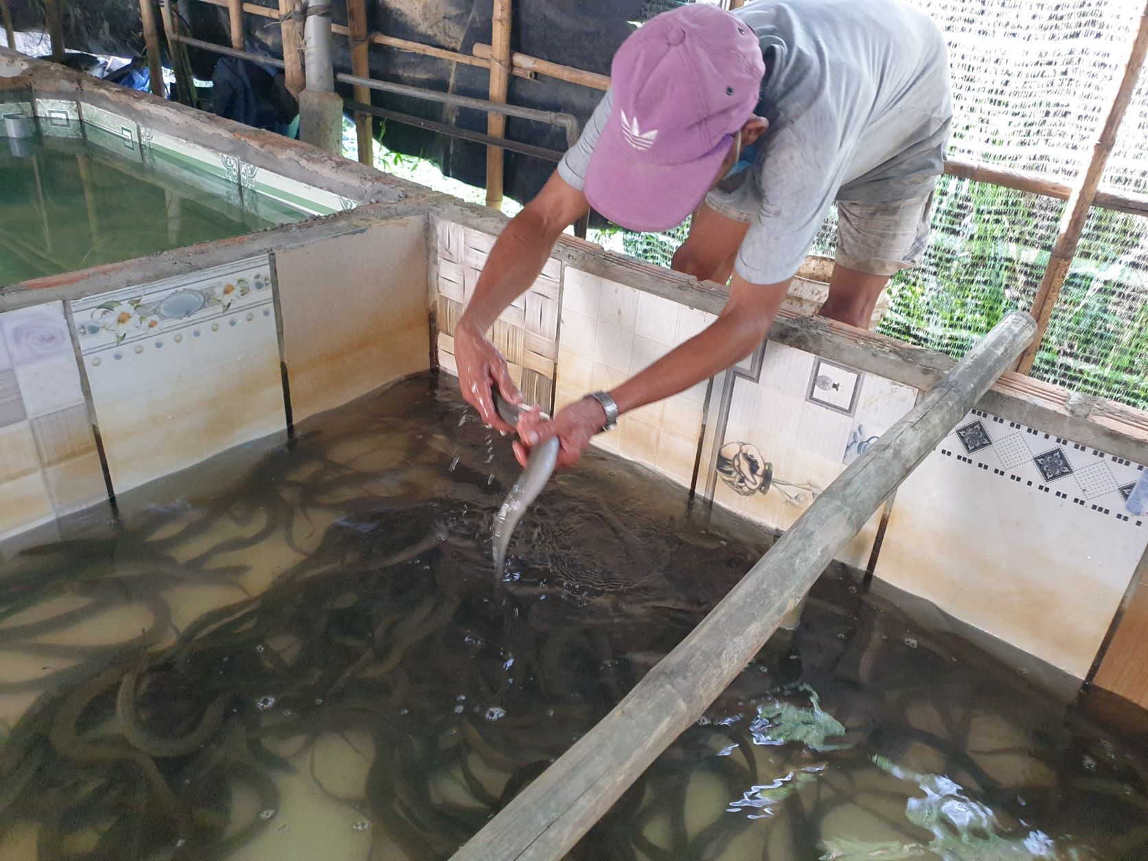 Kiên Giang Triển khai mô hình nuôi lươn trên bể lót bạt sử dụng thức ăn công  nghiệp