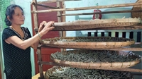 Phú Yên Giữ vững nghề truyền thống trồng dâu nuôi tằm