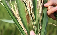 Lào Cai Khẩn trương phòng trừ bệnh đạo ôn cổ bông và các đối tượng sâu bệnh hại lúa mùa vùng thấp