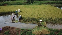Gần 1500 ha lúa của Quảng Ngãi bị thiệt hại sau cơn bão số 5 PS ảnh