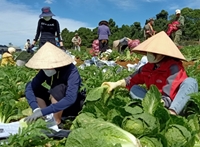 Lâm Đồng Tiếp tục hỗ trợ 420 tấn nông sản hướng về vùng dịch Covid-19