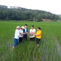 Lào Cai Hơn 200 ha lúa nhiễm bệnh bạc lá và đốm sọc vi khuẩn gây hại