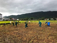 Phù Cát Bình Định  Khẩn trương hỗ trợ nhân dân thu hoạch lúa đông xuân bị đổ ngã
