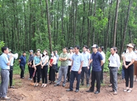Quảng Trị Diễn đàn Khuyến Nông  Nông Nghiệp Giải pháp phát triển vùng nguyên liệu gỗ phục vụ ngành công nghiệp chế biến, xuất khẩu