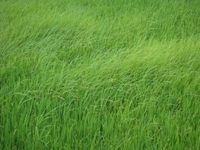 Hướng dẫn biện pháp kỹ thuật quản lý lúa cỏ lúa ma