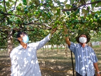 Ninh Thuận Hội thảo chuyển giao kỹ thuật quản lý dịch hại tổng hợp IPM trên cây táo