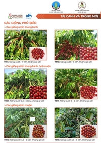 Poster hướng dẫn sản xuất cà phê vối robusta bền vững tại Việt Nam