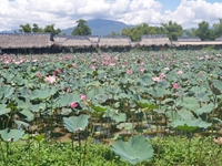 Phú Yên Thực trạng và giải pháp định hướng phát triển trồng sen tại Hòa Đồng
